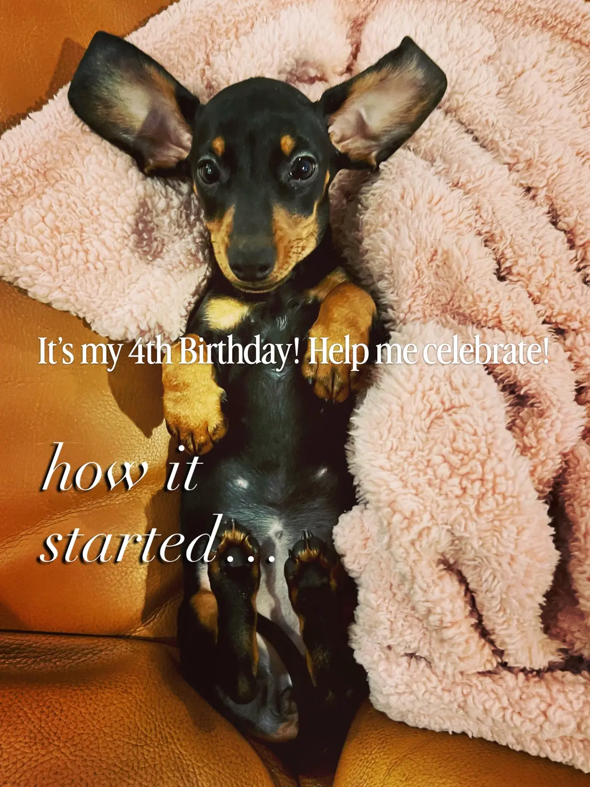 @Penny the Dachshund