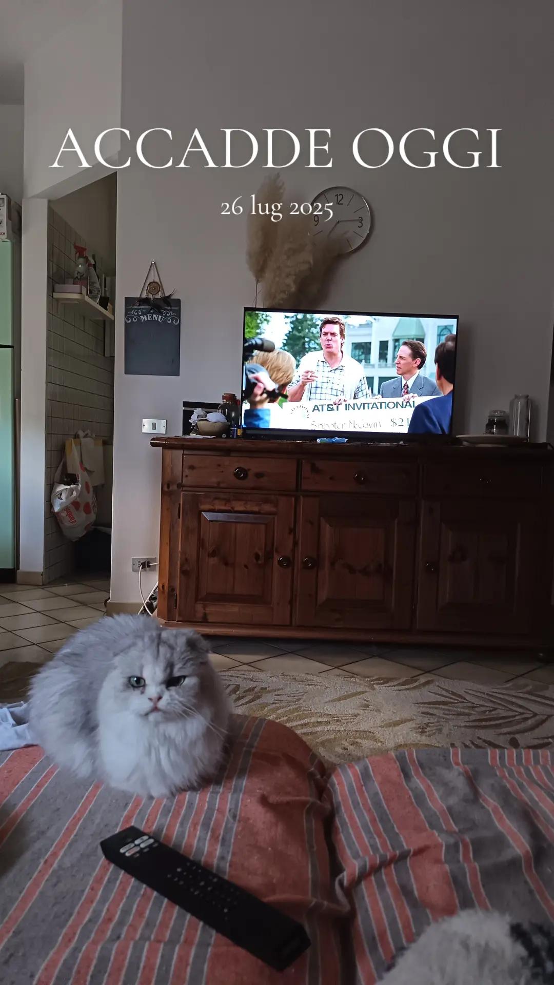 @Gaston & Margot 🐈♥️🐱