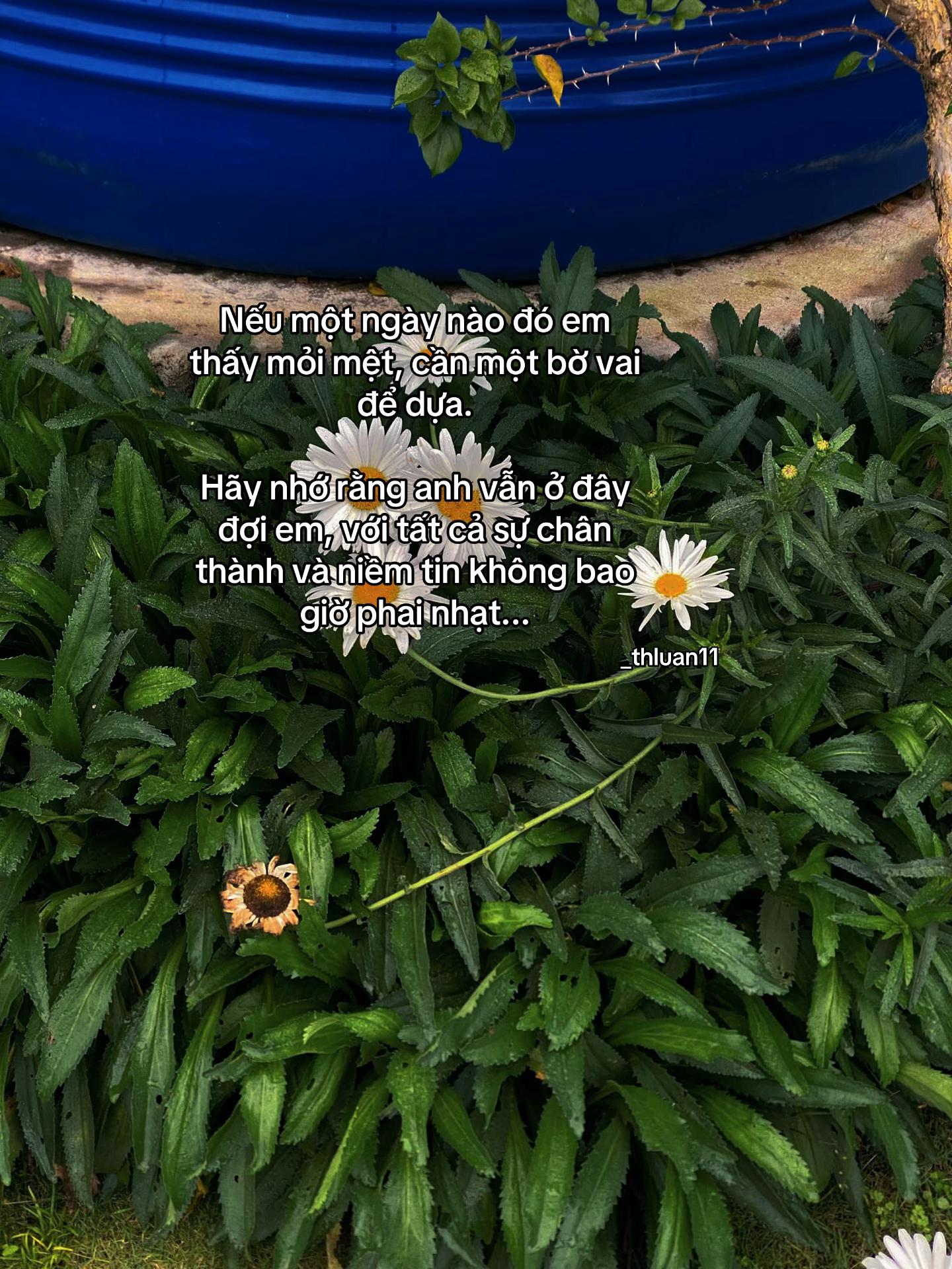 @𝑯𝒖̛̃𝒖 𝑳𝒖𝒂̂𝒏