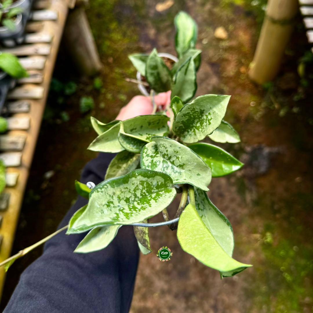 @Kamle Plants