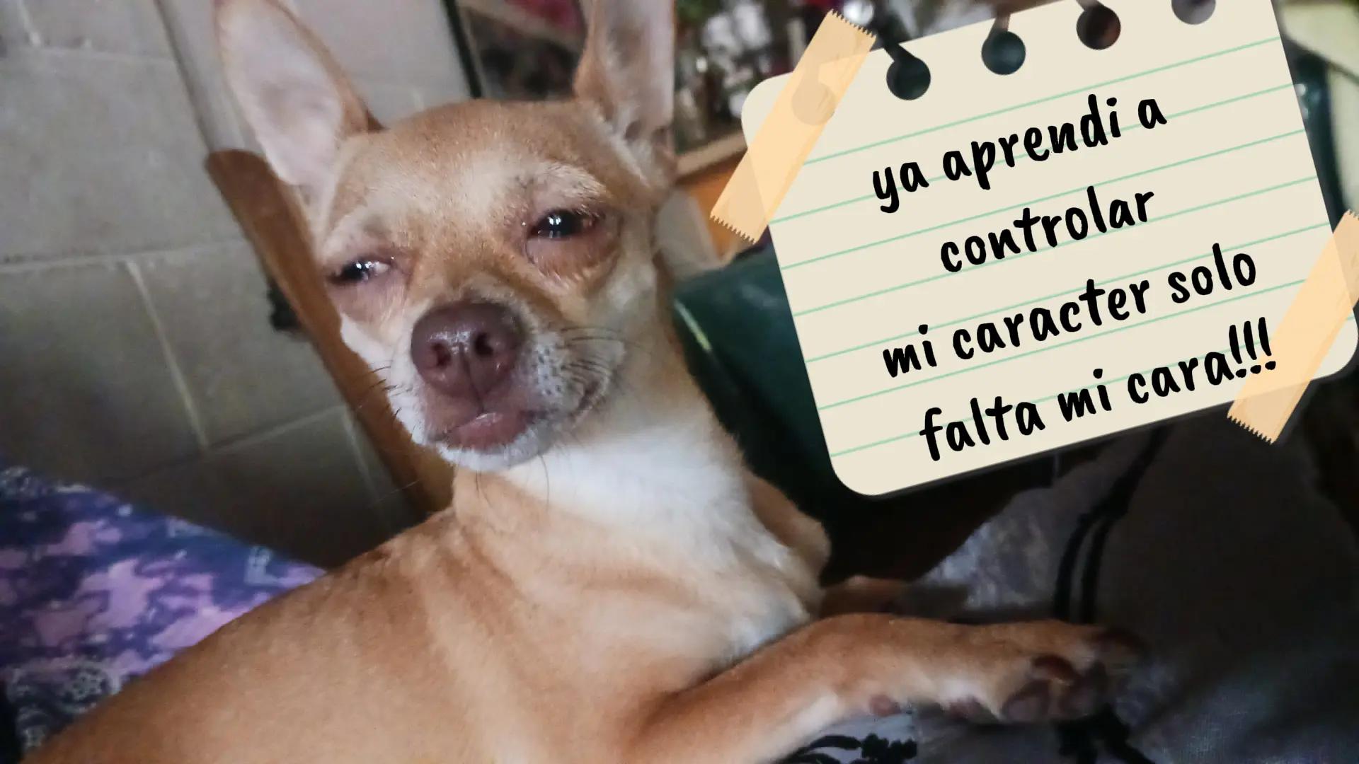 @Xochilita De Estrell