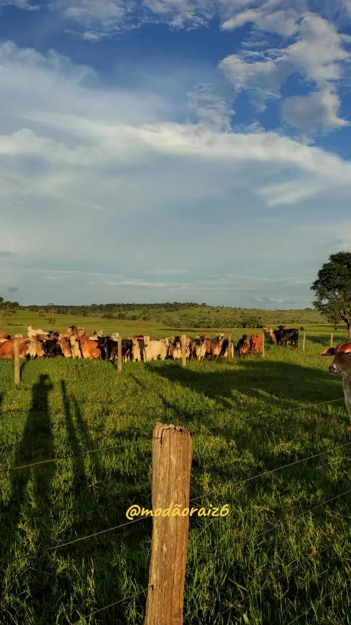 @Modão Raiz - Sertanejo 🎶