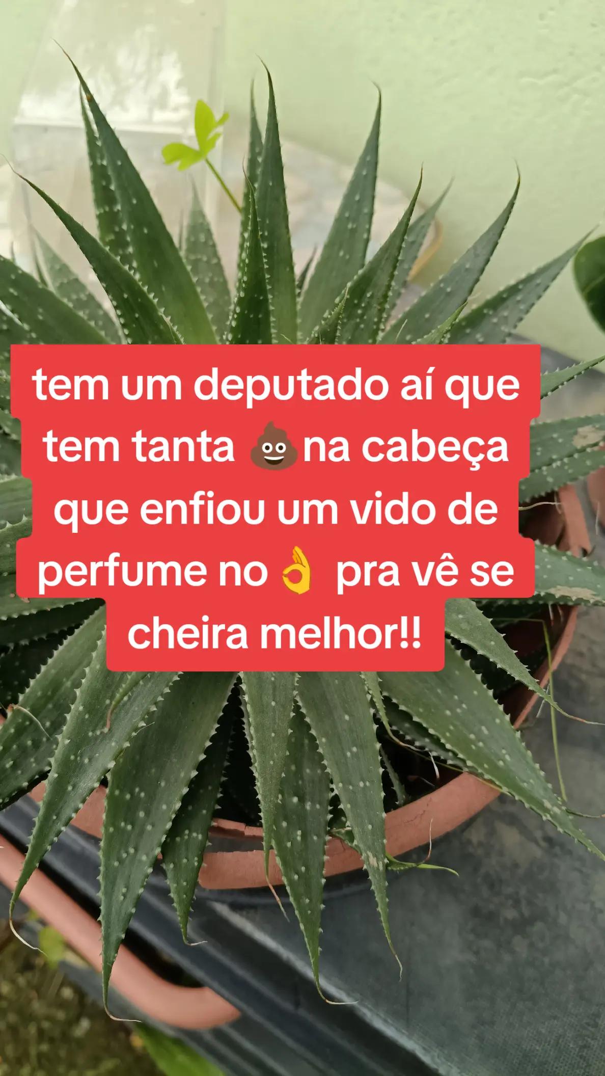 @Penha Reis🇧🇷