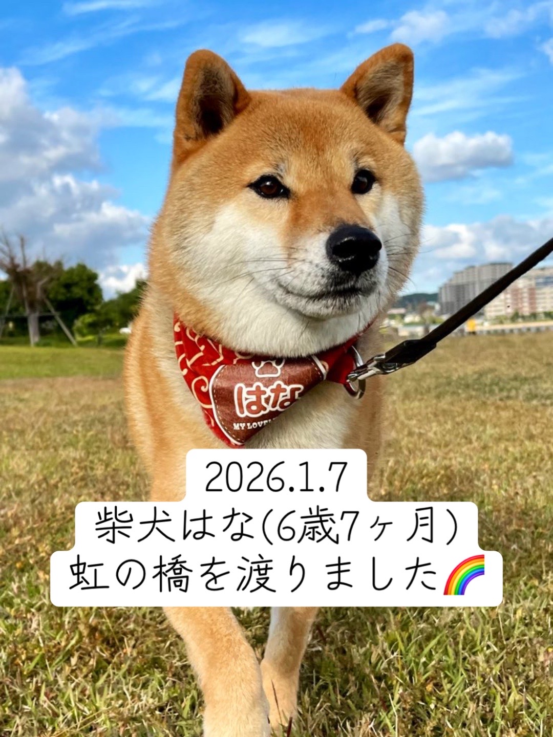 @柴犬はな🐾