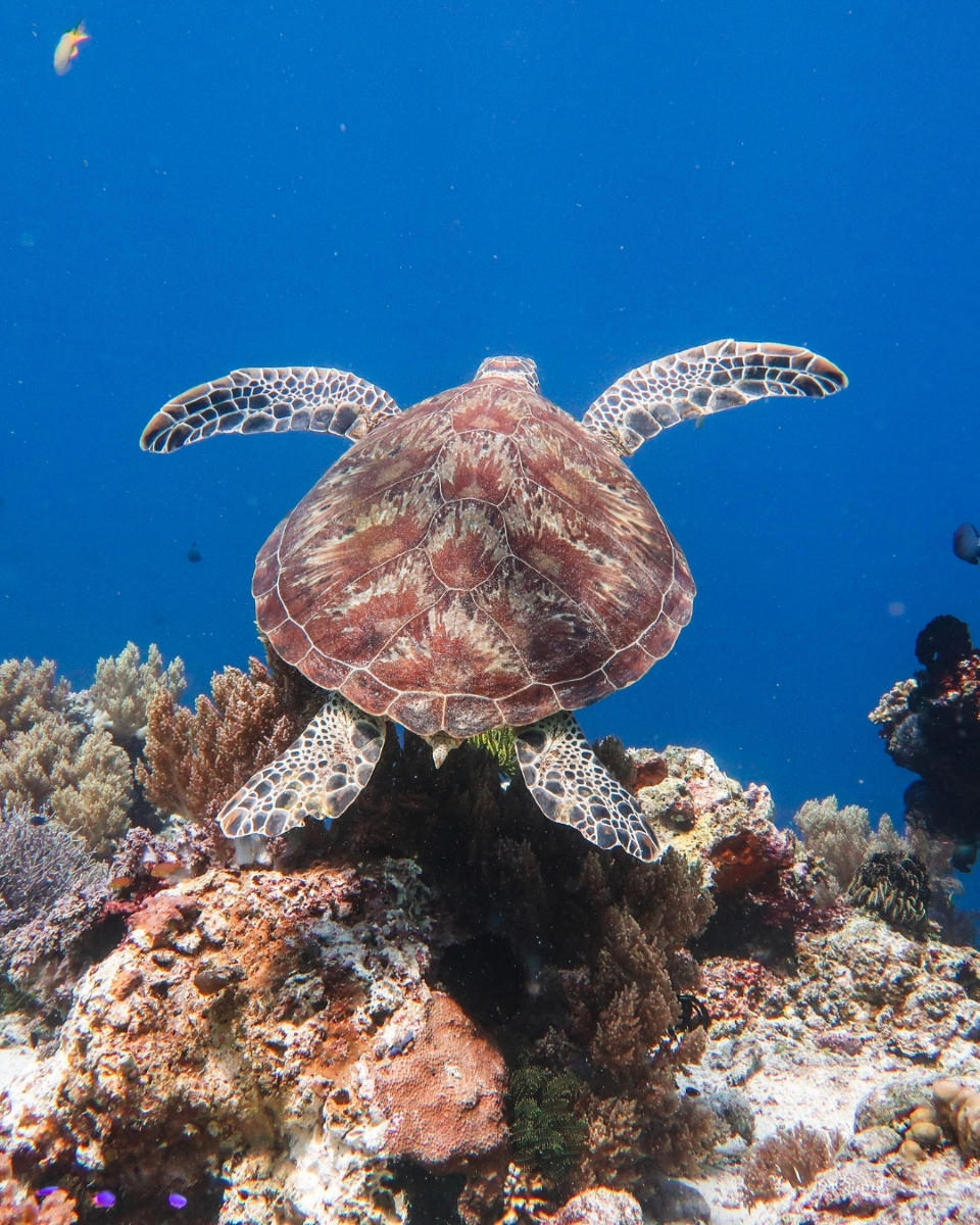 @Scuba Diving with Ara