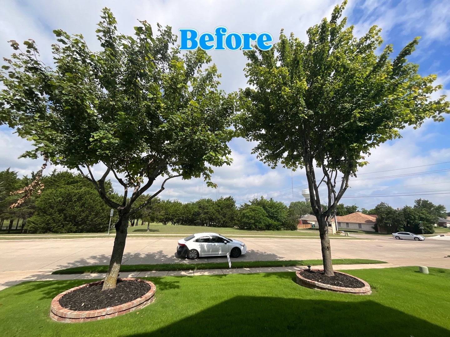 @Live Oak Tree Service