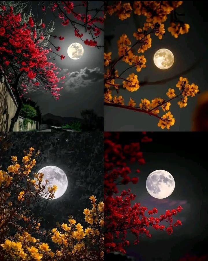 @❤️ 𝐓𝐡𝐢𝐫𝐢𝐬𝐡𝐚 𝐉. 𝐓 ❤️.