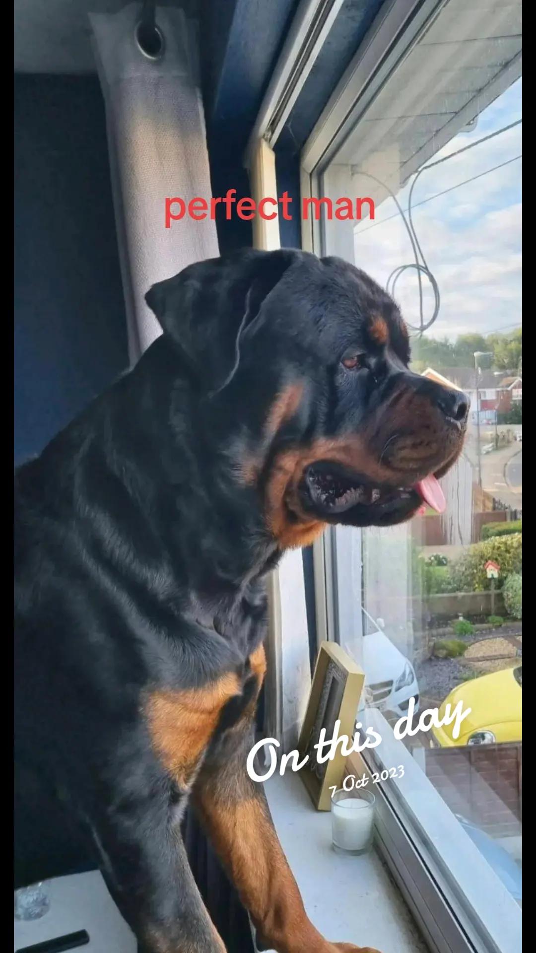 @Reggie the Rott