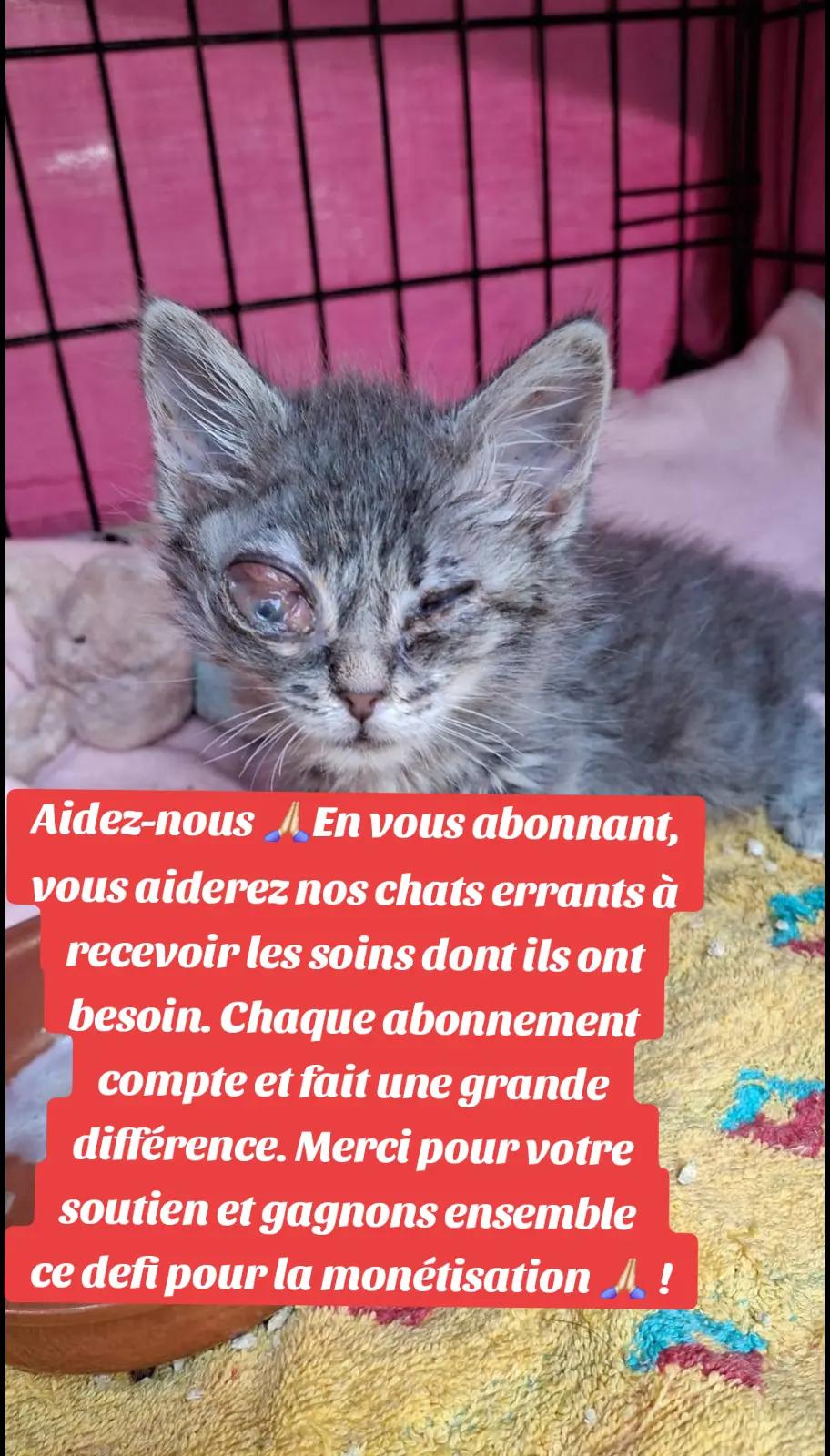 @Ass Les petits f&eacute;lins de Corse
