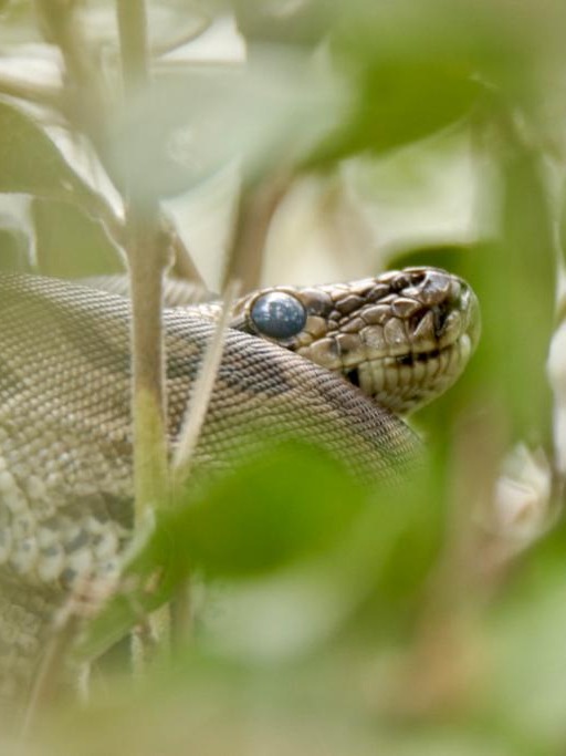 @Jabulani Safari
