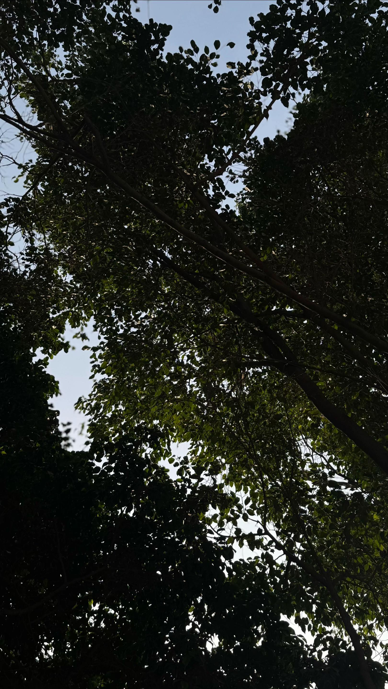 @Minahil🕊️