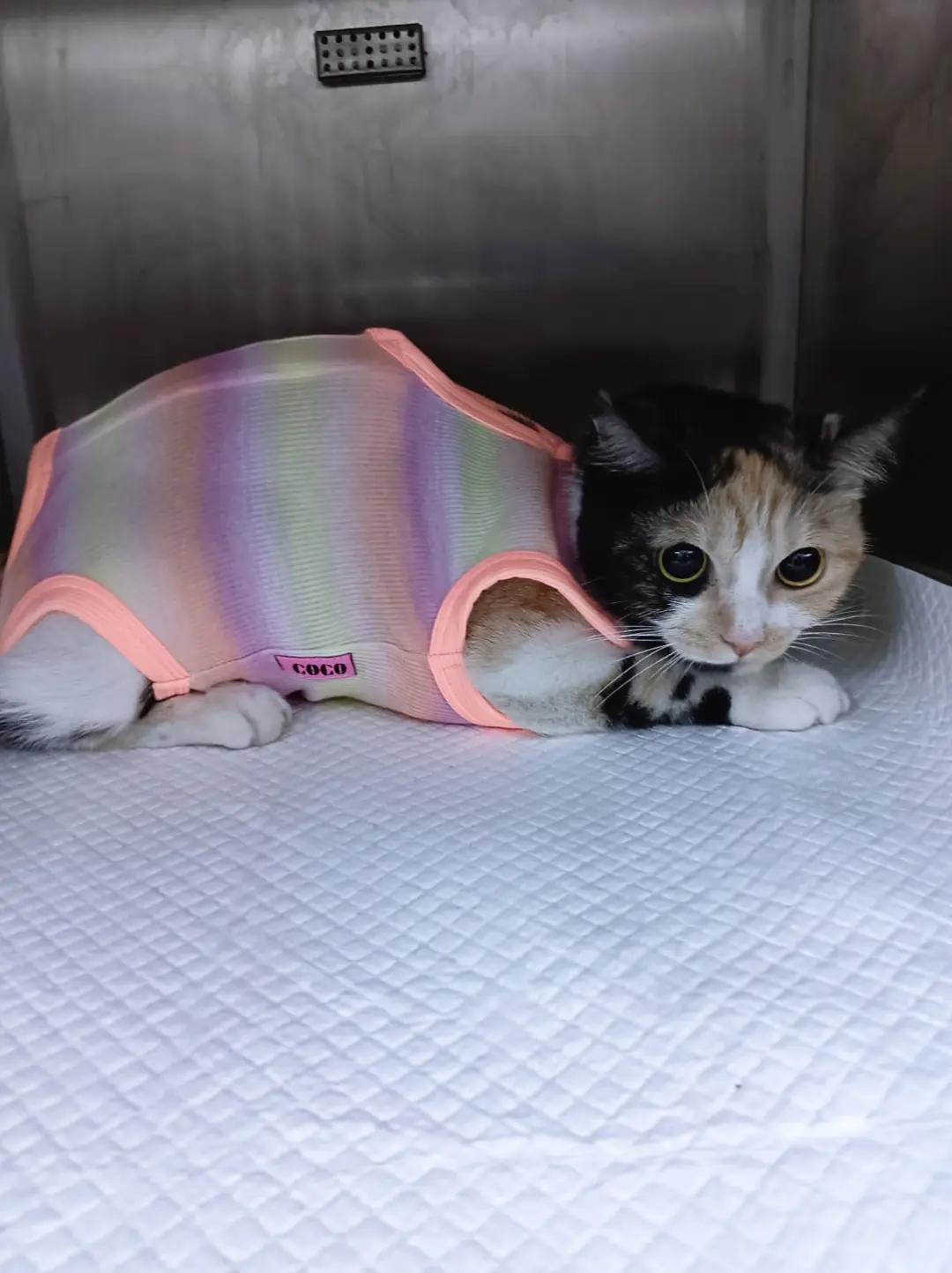 @VillagevVet LLC