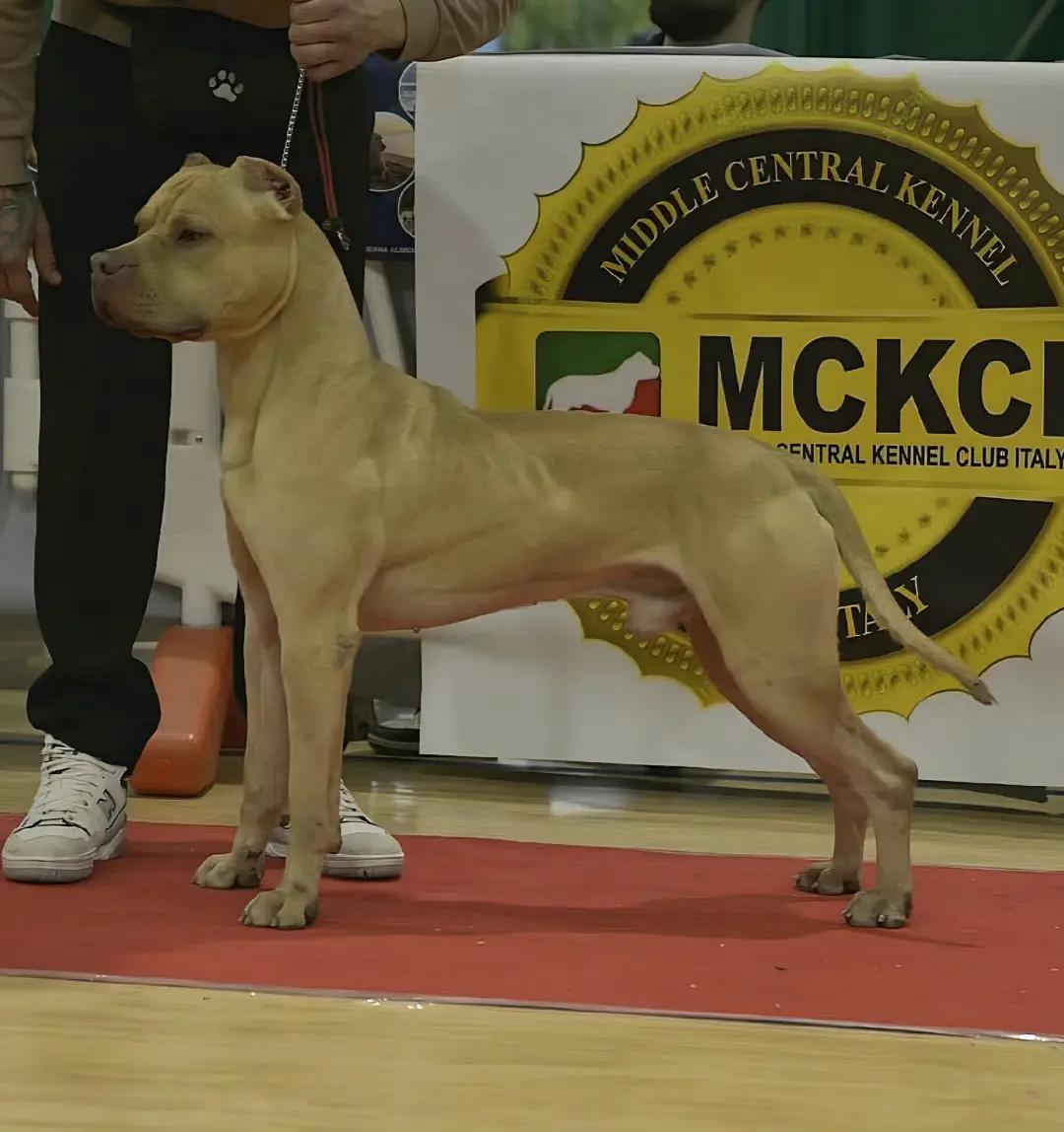 @Raoul's apbt