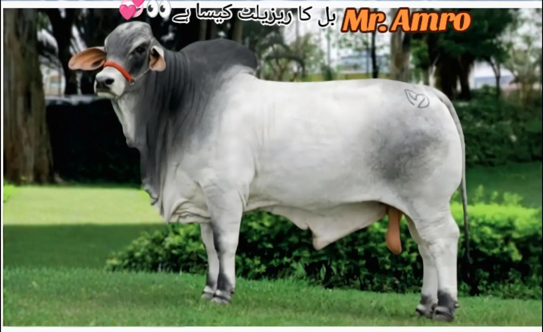 @The Brahmans Farming