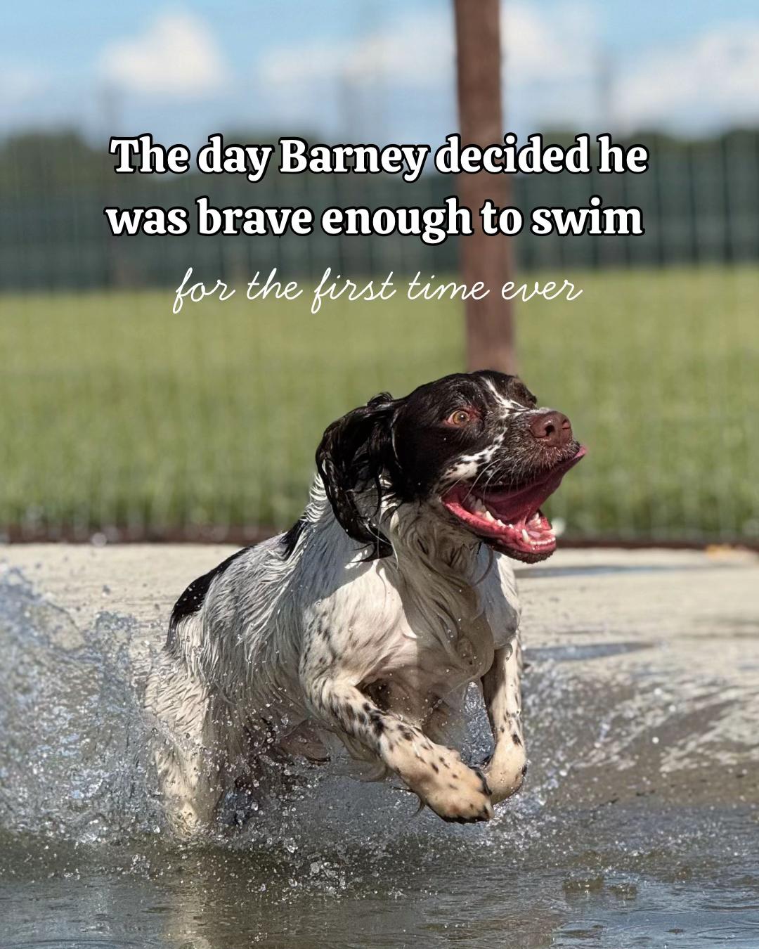 @Barney