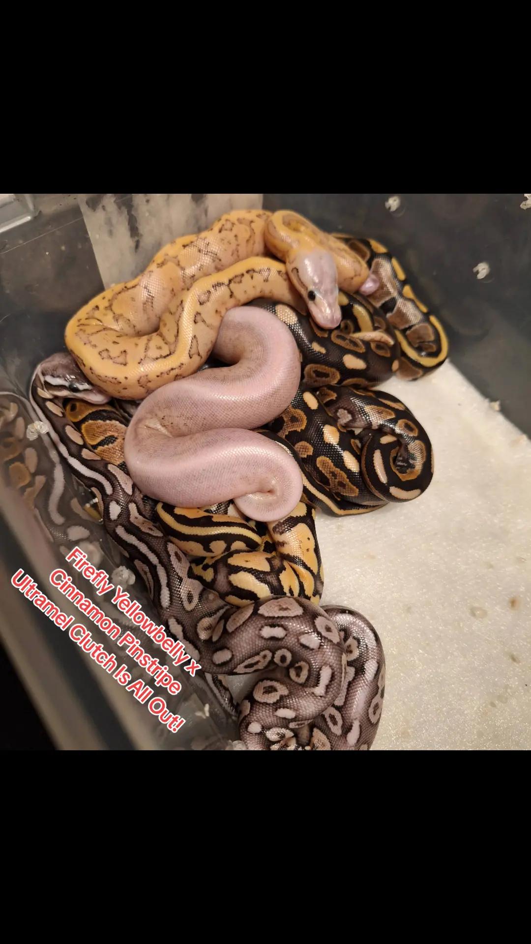 @⛓️🐍Syntr(CRR)🐍⛓️