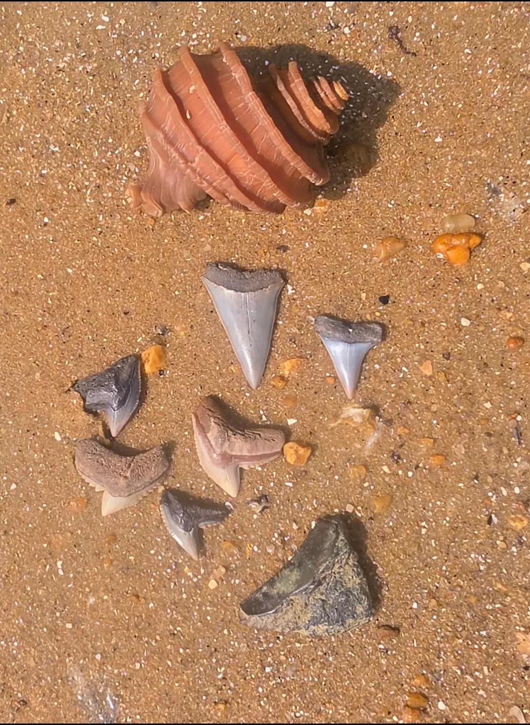 @Fossil Apostle 🦈