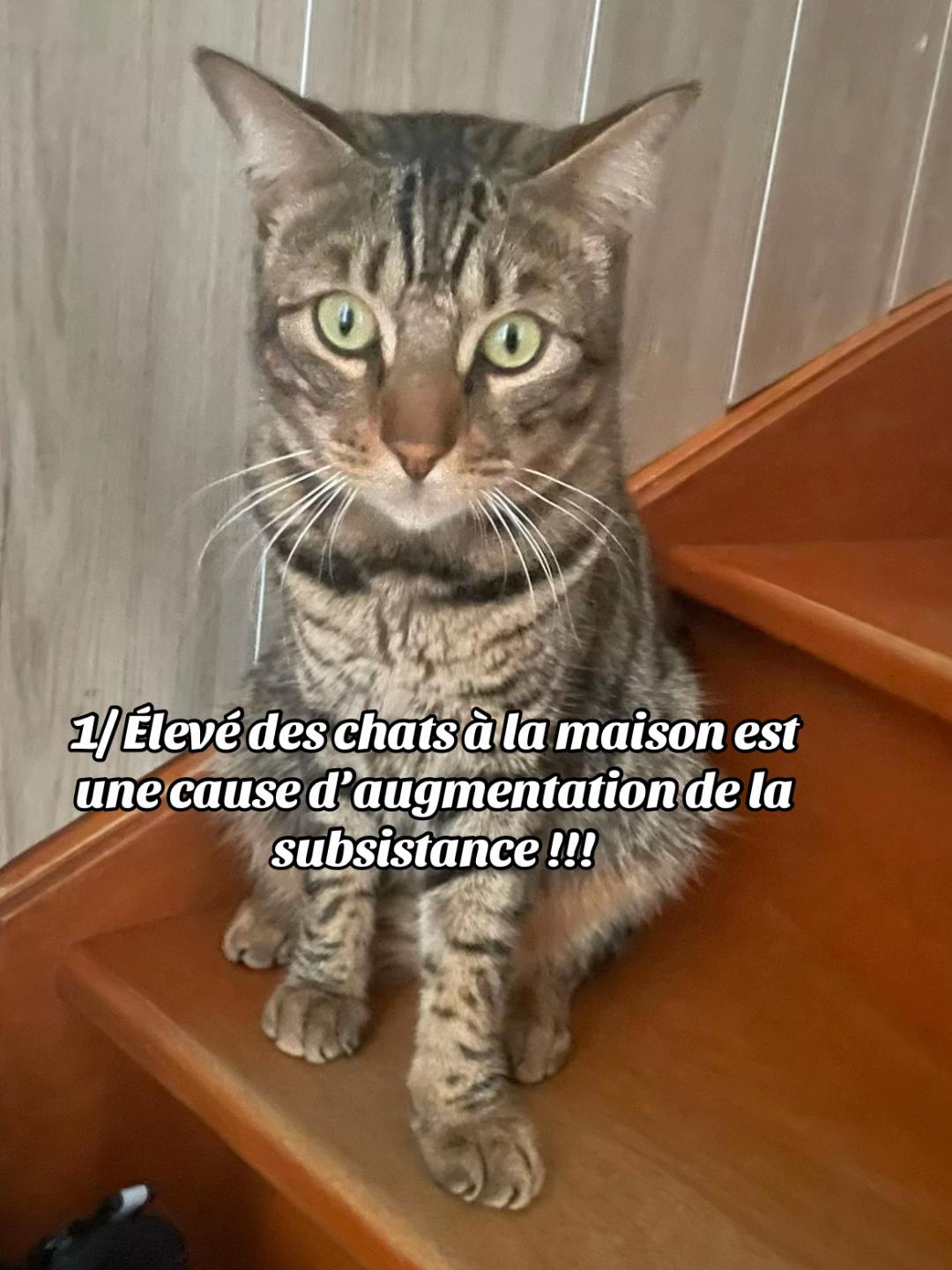 @flasher et simba