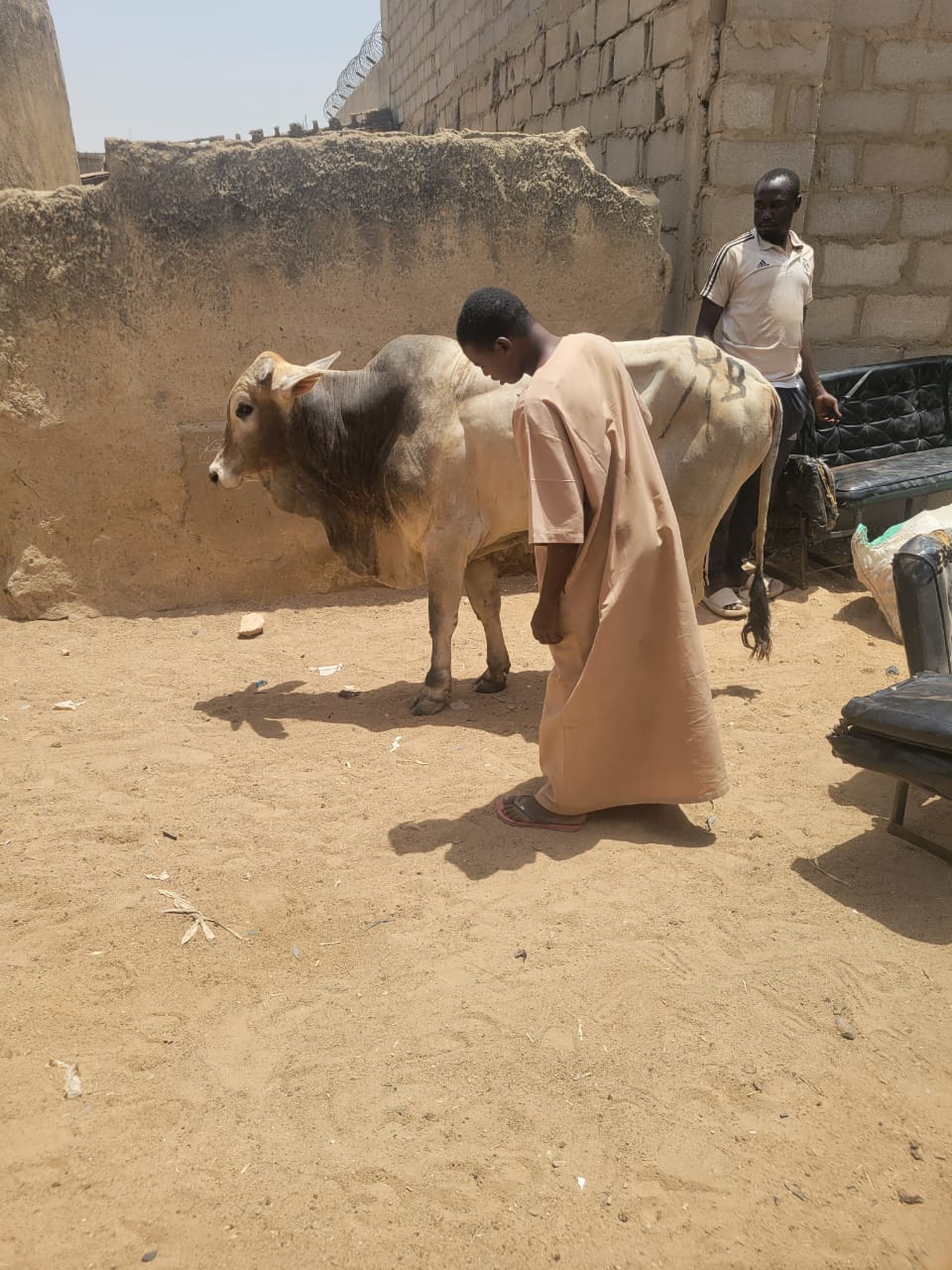 @kamalu dogo