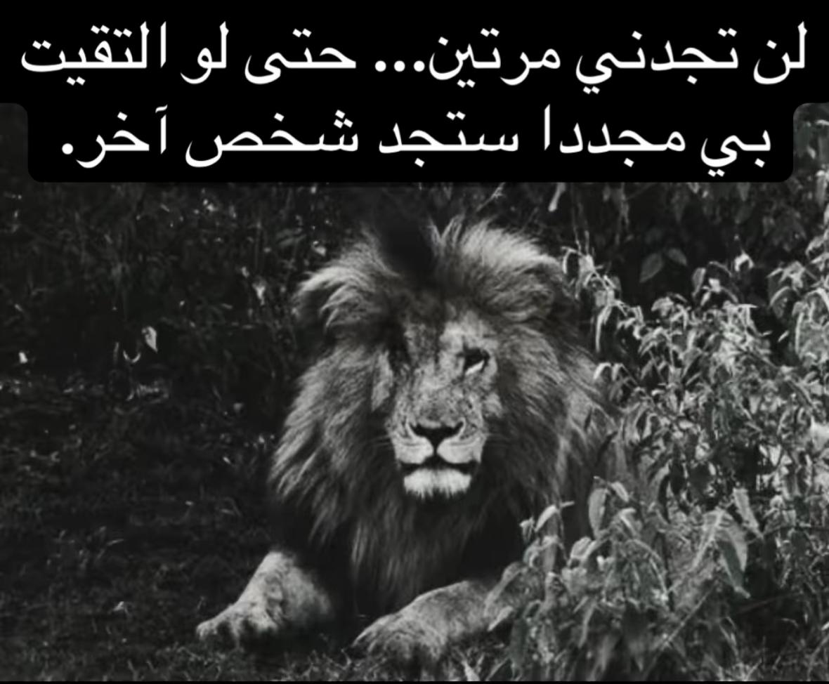 @🦁 scarface 🦁