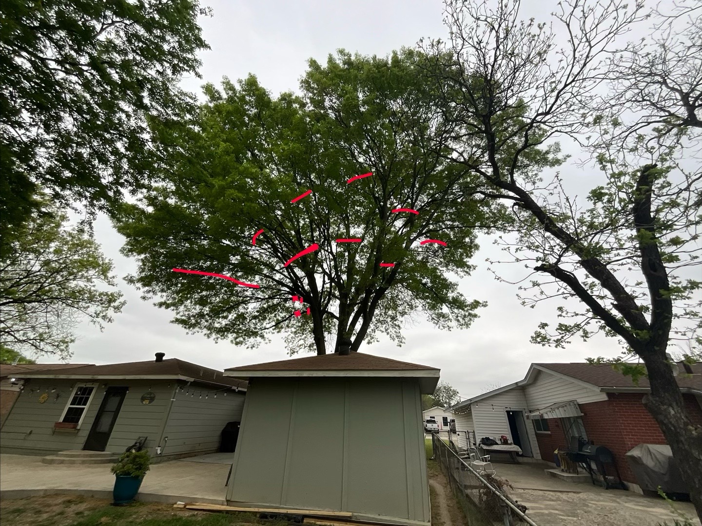 @Live Oak Tree Service