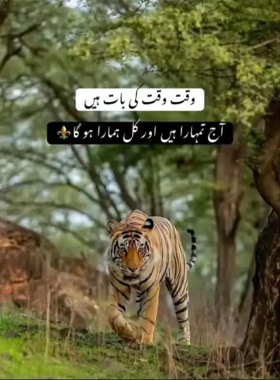 @راجہ مبشر