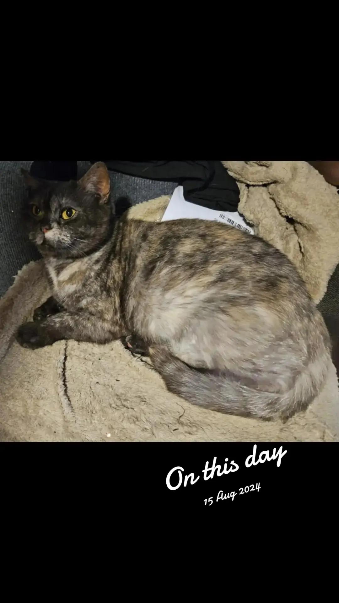 @🐈Barb🐈 Ausbrit Cattery  🇦🇺
