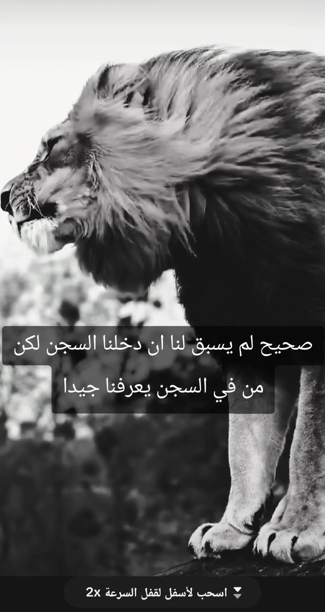 @🦁 scarface 🦁
