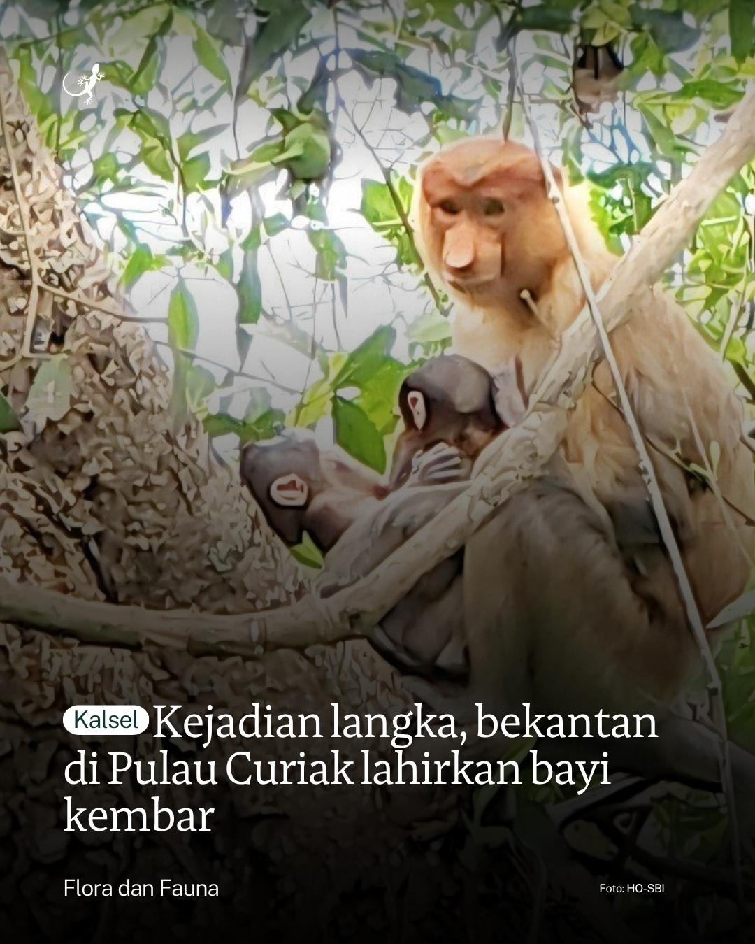 @mongabayindonesia