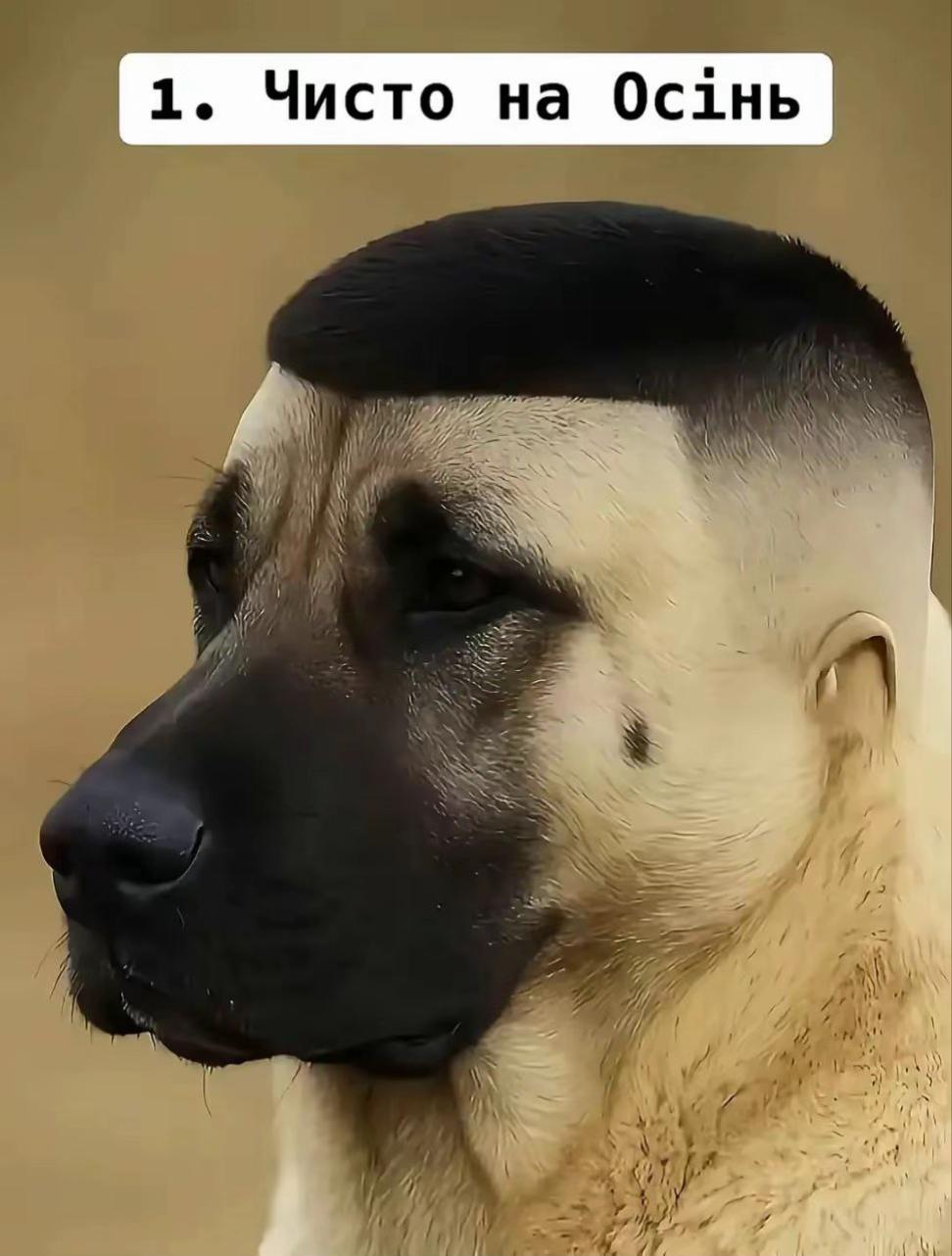 @qumus2