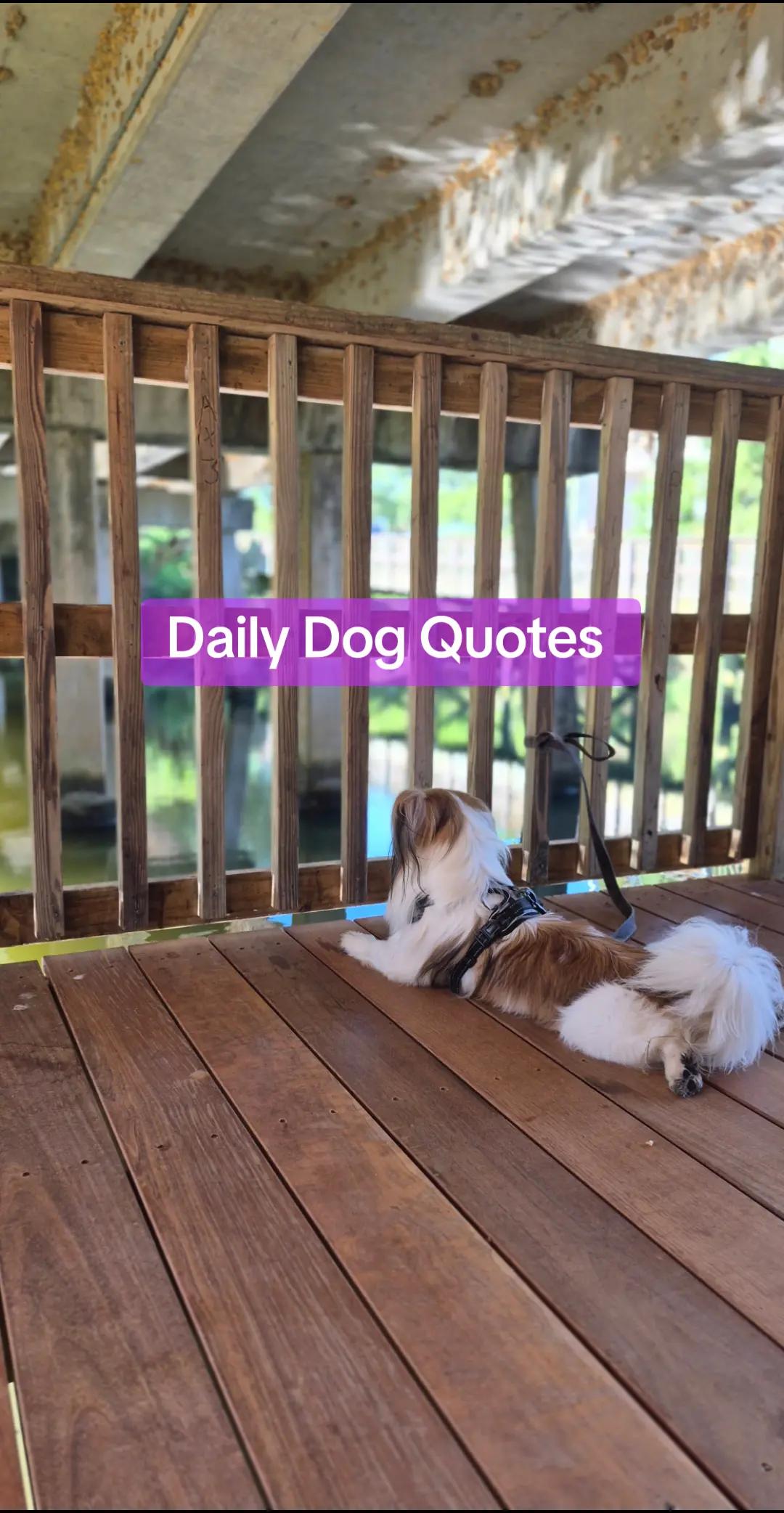 @dailydogquotes