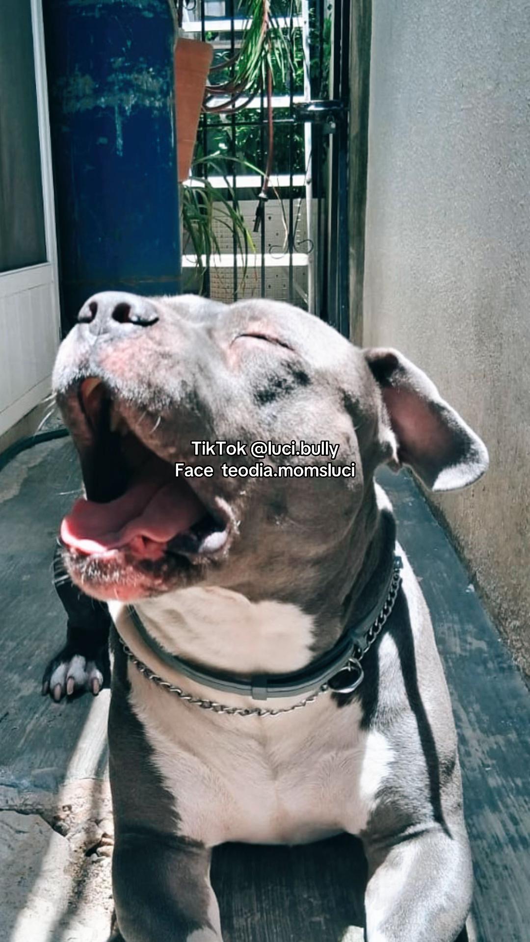 @luci.bully