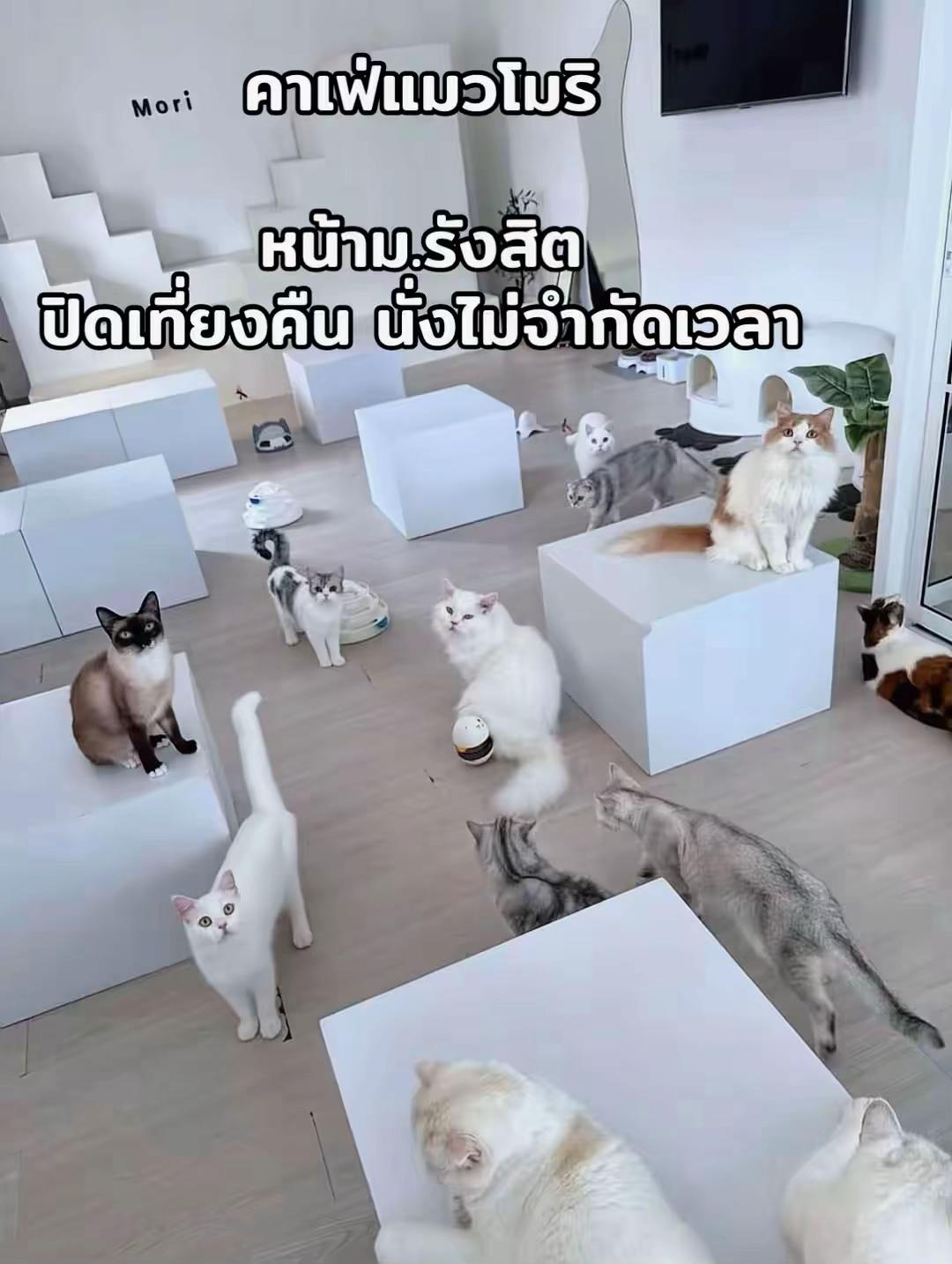 @คาเฟ่แมวโมริ Mori cat cafe'