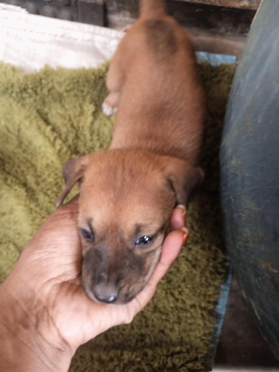 @DOG LOVERS