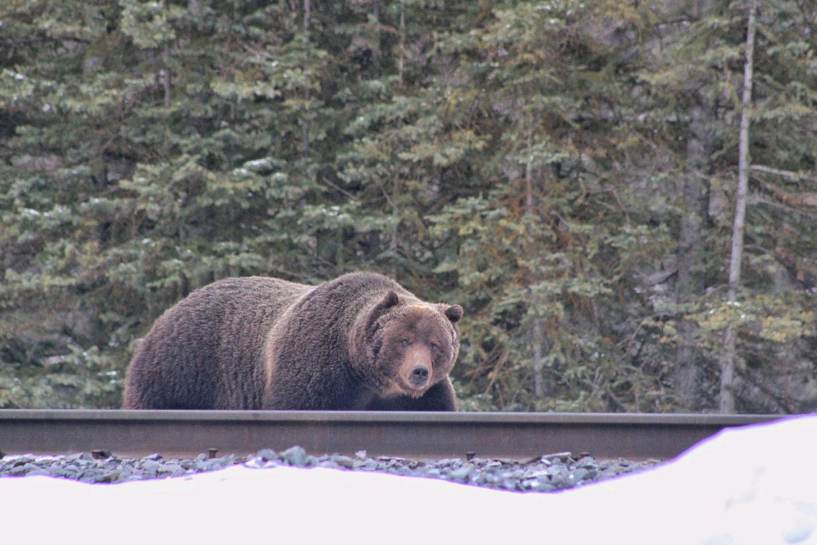 @Banff Nature and Wildlife