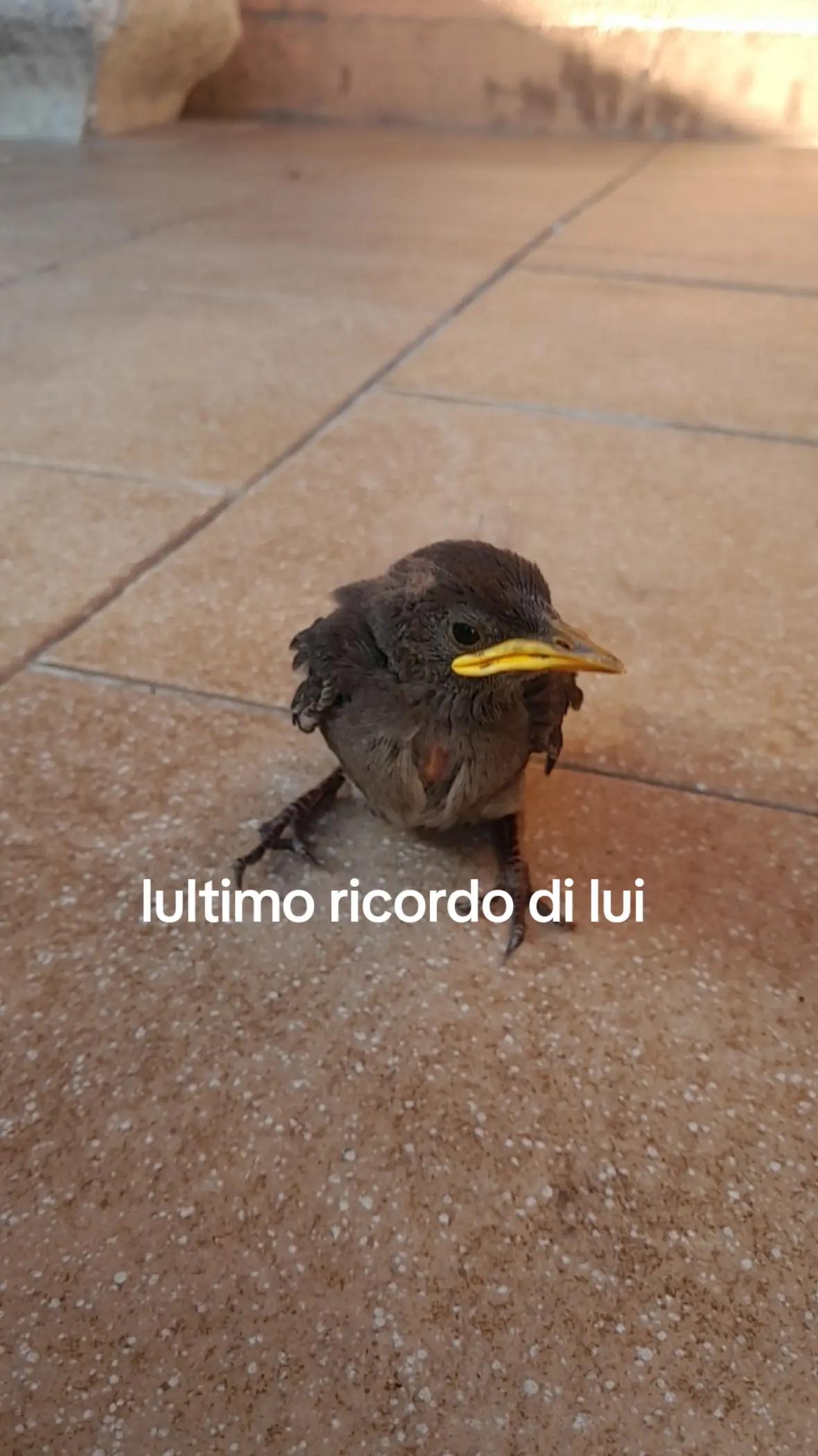@Alice mordenti