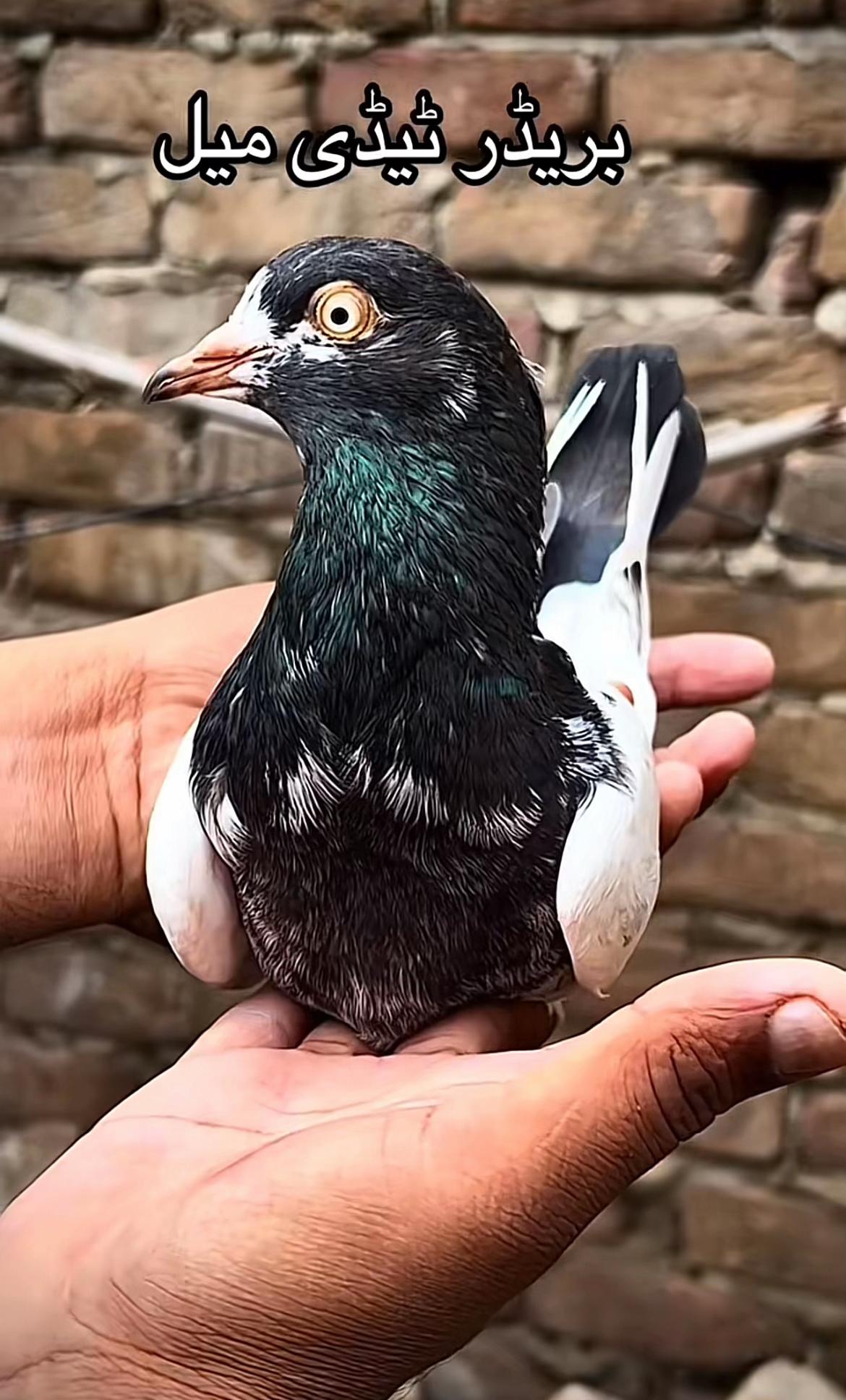 @Royal Birds 🕊️👑