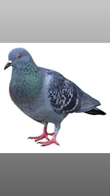 @Pigeon