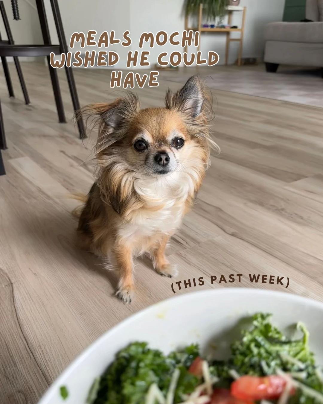 @Mochi & Ali 🐾🇨🇦