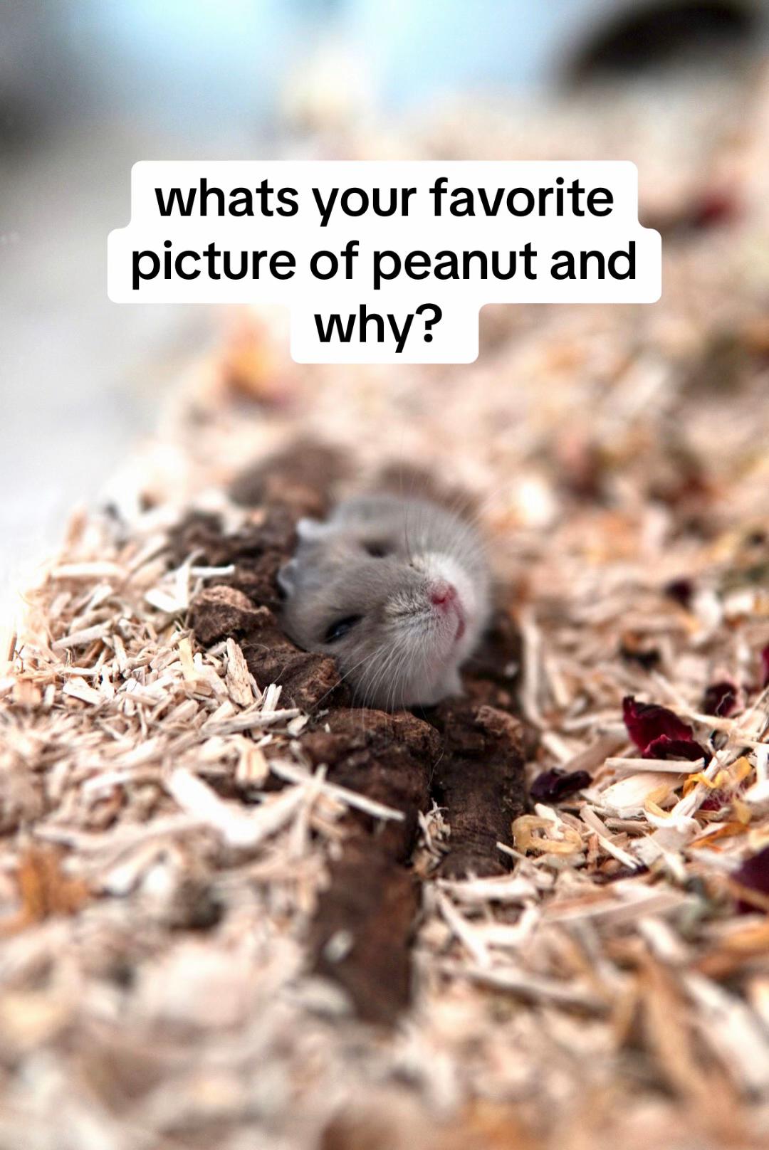 @peanutthehamster1
