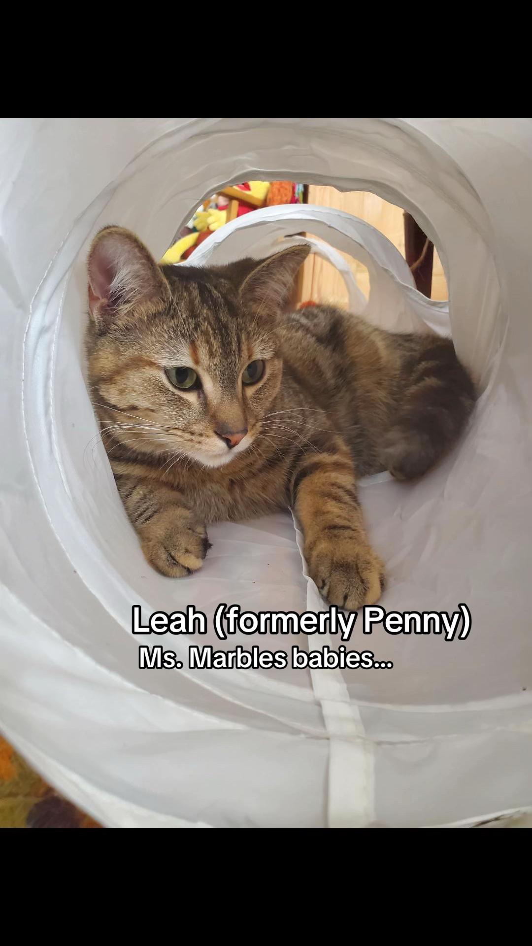 @North Toronto Cat Rescue
