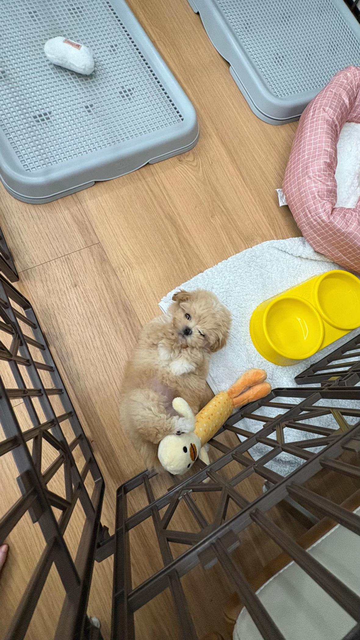 @박줄격