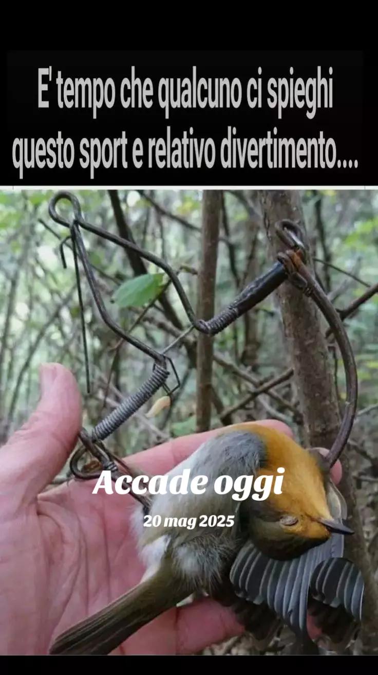 @Silvana Colombarolli
