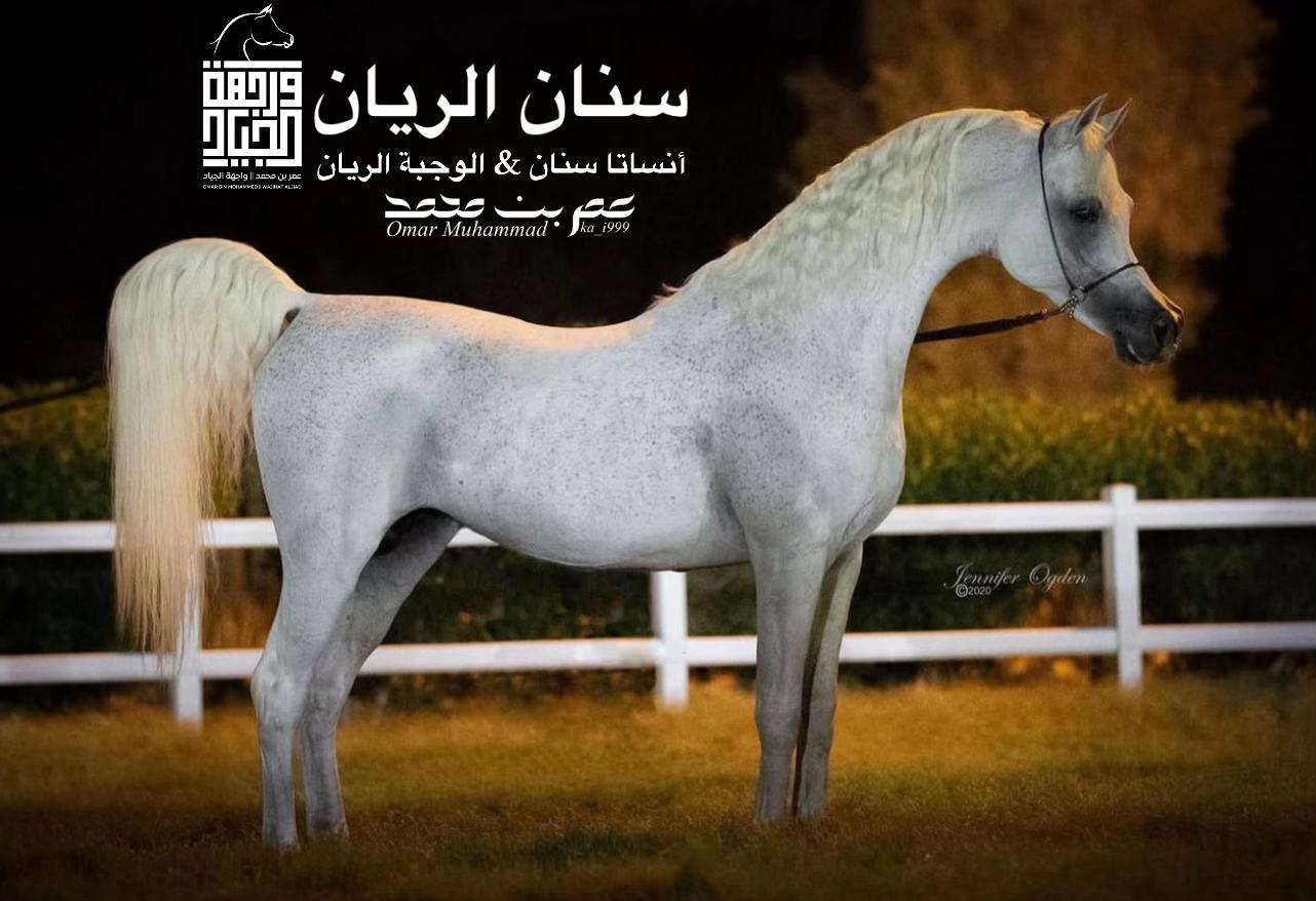@عمر بن محمد | واجهة الجـياد🏅