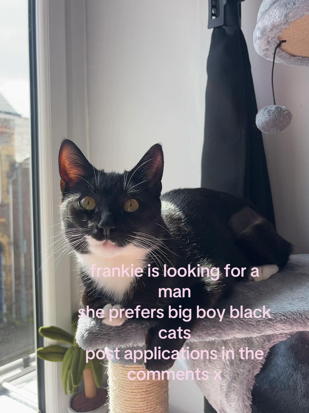 @frankiethetuxedocat_
