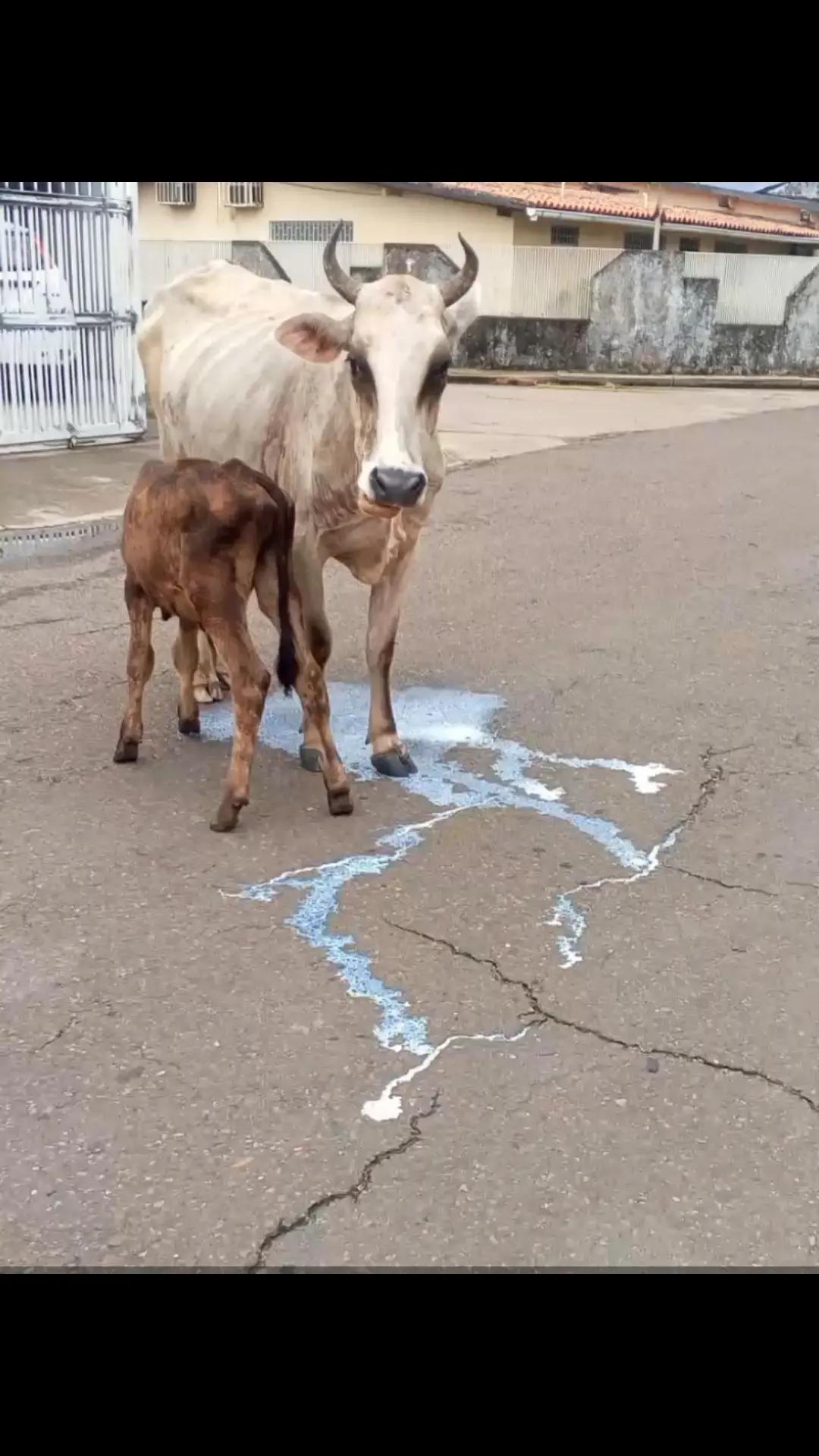 @🌾🐎APUREÑA🇻🇪🧿