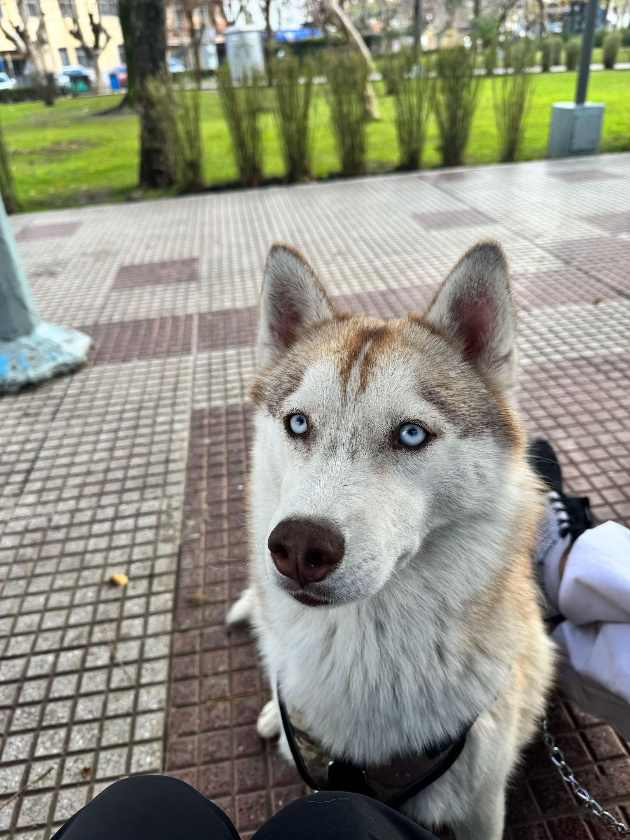 @Rocolombia