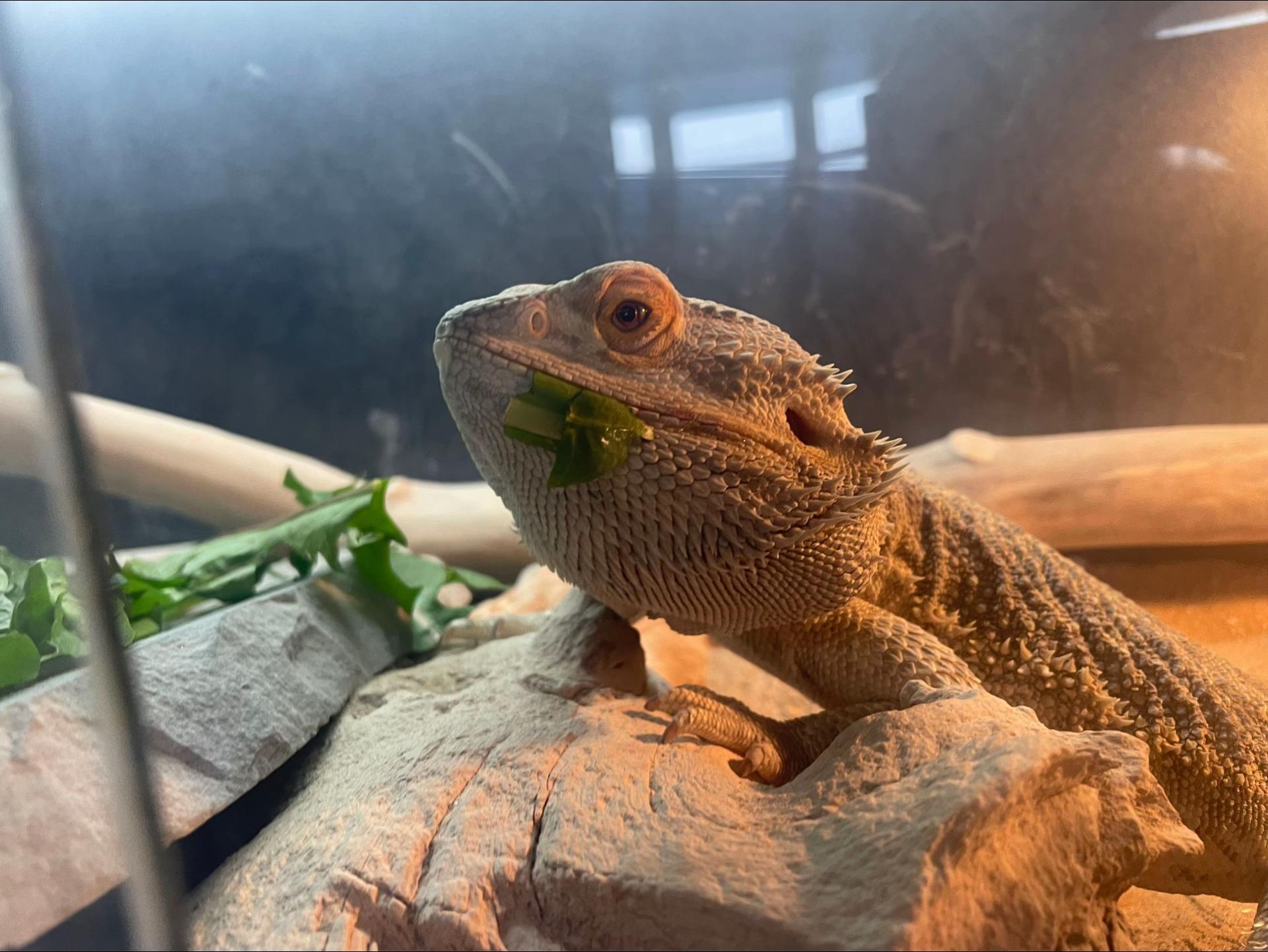 @Rexy the food critic 🍽️