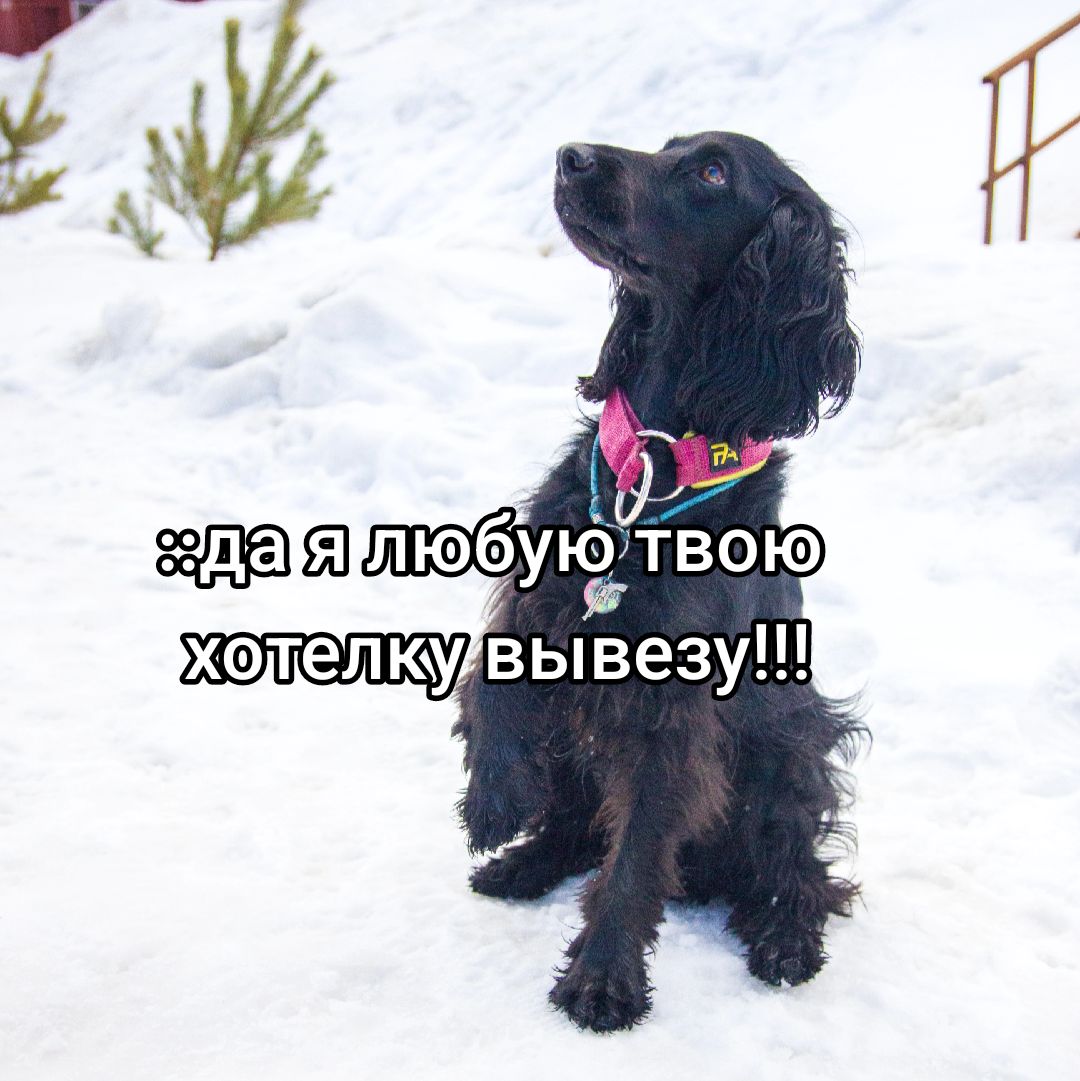 @шакалёнок