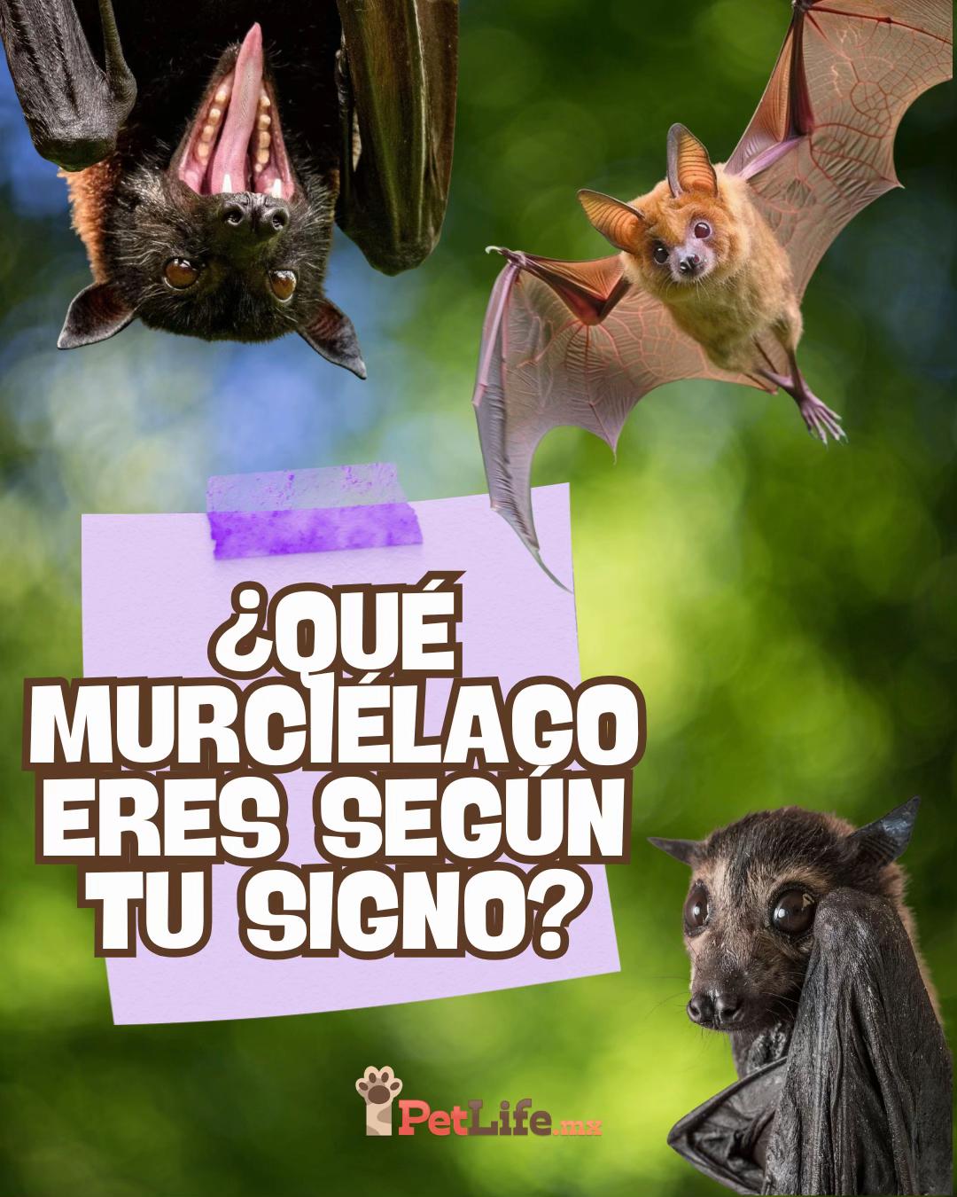 @Petlife